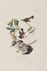Illustrazione da 