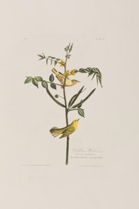 Illustrazione da 