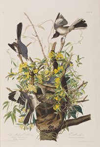 Illustrazione da 