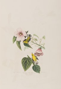 Illustrazione da 