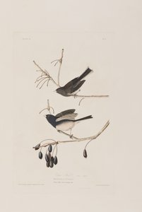 Illustrazione da 