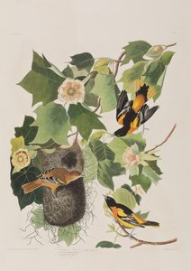 Illustrazione da 