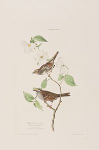 Illustrazione da 