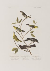 Illustrazione da 