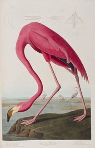 Illustrazione da 