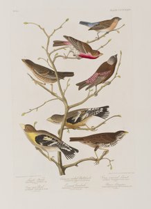 Illustrazione da 