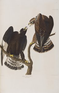 Illustrazione da 