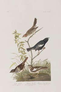Illustrazione da 