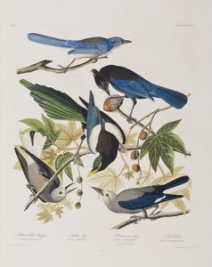 Illustrazione da 