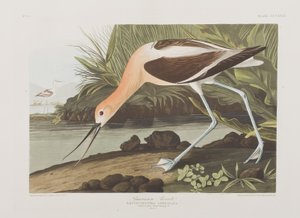 Illustrazione da 