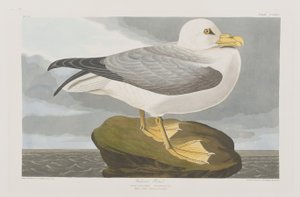 Illustrazione da 