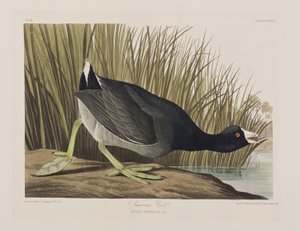 Illustrazione da 