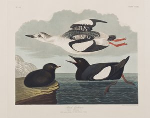 Illustrazione da 