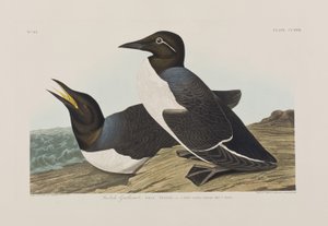 Illustrazione da 