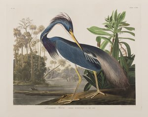 Illustrazione da 