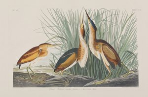 Illustrazione da 