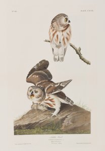 Illustrazione da 