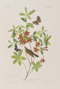Illustrazione da 