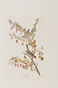 Illustrazione da 