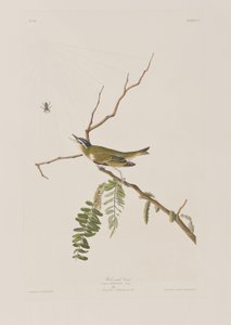 Illustrazione da 