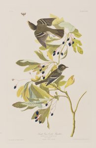 Illustrazione da 
