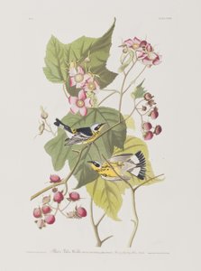 Illustrazione da 