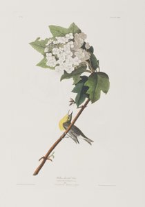 Illustrazione da 