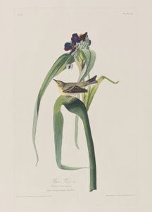 Illustrazione da 