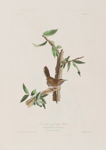Illustrazione da 