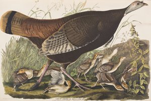 Illustrazione da 