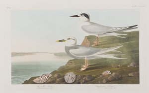 Illustrazione da 