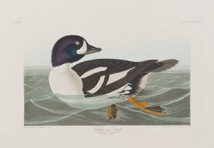 Illustrazione da 