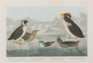 Illustrazione da 