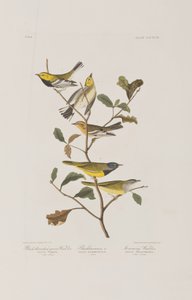 Illustrazione da 