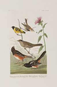 Illustrazione da 