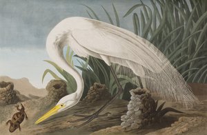 Illustrazione da 