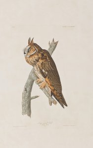 Illustrazione da 
