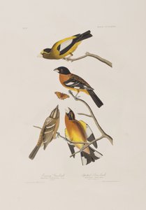 Illustrazione da 