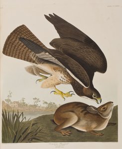 Illustrazione da 