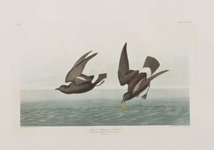 Illustrazione da 