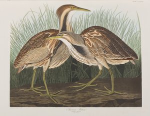 Illustrazione da 