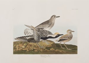 Illustrazione da 