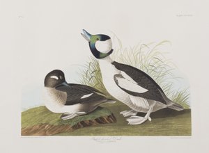 Illustrazione da 