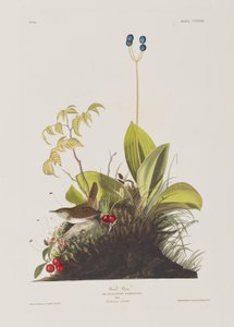 Illustrazione da 