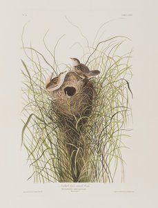 Illustrazione da 