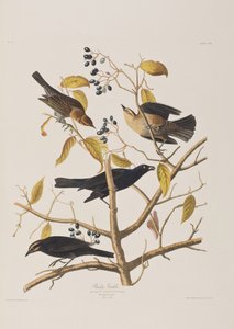 Illustrazione da 
