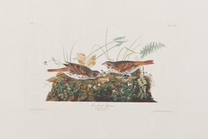 Illustrazione da 
