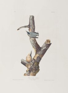 Illustrazione da 