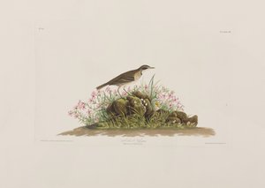 Illustrazione da 