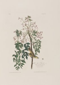 Illustrazione da 